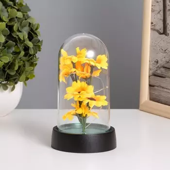 Ночник колба