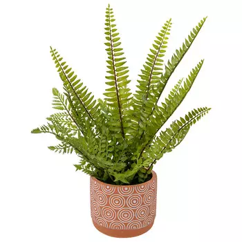 Папоротник в керамическом горшке