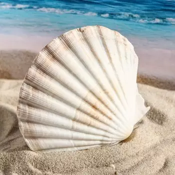 Ракушка декоративная гребешок, 10-12 см