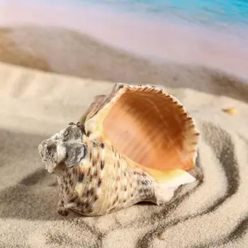 Ракушка декоративная кассис, 8-9 см