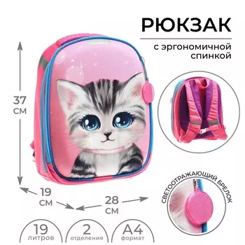 Рюкзак каркасный школьный, 37 х 28 х 19 см, calligrata к