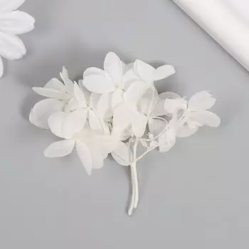 Сухоцвет