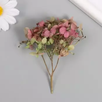 Сухоцвет