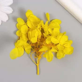 Сухоцвет