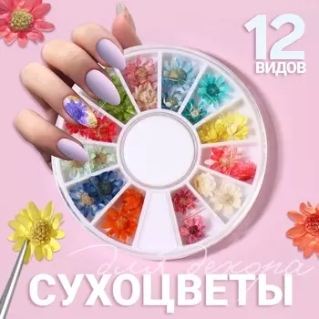 Сухоцветы для декора