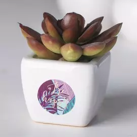 Суккулент в керамическом горшочке be happy, 7.5 × 5.5 × 6 см