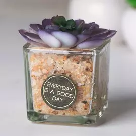 Суккулент в керамическом горшочке everyday is a good day, 7.5 × 5.5 × 6 см