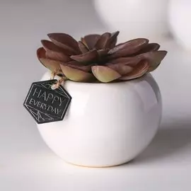 Суккулент в керамическом горшочке happy everyday, 7 × 7.5 × 7.5 см