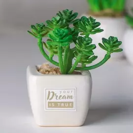 Суккулент в керамическом горшочке your dream is true, 10.5 × 5.5 × 6 см