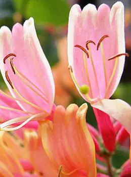 Ароматическая свеча White Anette из 100% кокосового воска