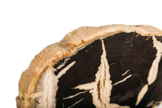 Декоративное панно из окаменелого дерева 382521