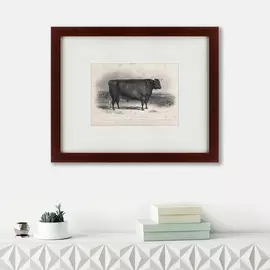 Картина a Devon Bull 1849 г.