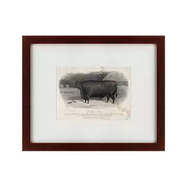 Картина a Devon Steer 1869 г.