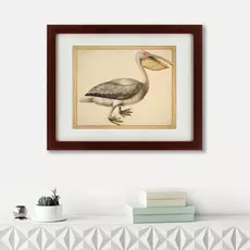 Картина a European Pelican 1635 г.