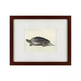 Картина a Hand-Painted Illustration of a Burmese Roofed Turtle 1873 г.