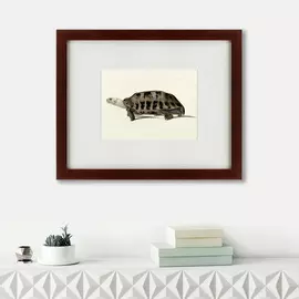 Картина a Hand-Painted Illustration of an Elongated Tortoise 1873 г.