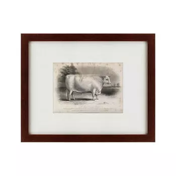 Картина a Short Horned Bull 1849 г.