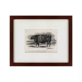 Картина a Short Horned Steer 1849 г.