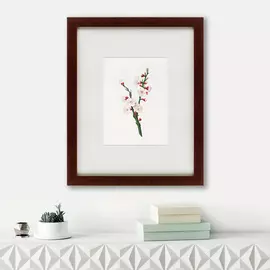 Картина Apricot Flower Prunus Armeniaca 1832 г.