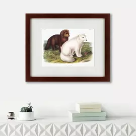 Картина Arctic Fox 1847 г.