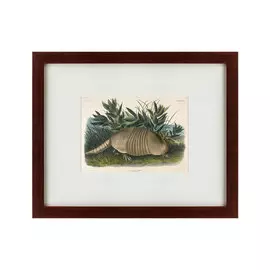 Картина Armadillo Dasypus Peba 1848 г.