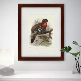 Картина багровый трагопан литография 1840 г.