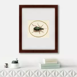 Картина Beetle 1700 г.