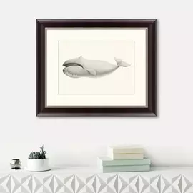 Картина Bowhead Whale Balaena Mysticetus 1856 г.