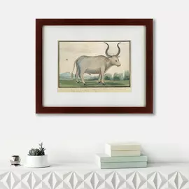 Картина Cape ox 1778 г.