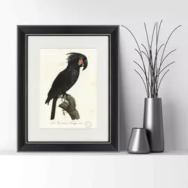 Картина чёрный какаду литография 1820 г.