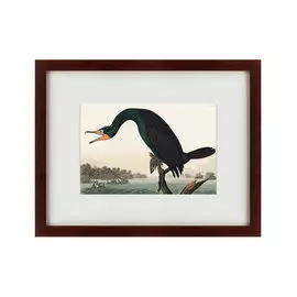 Картина Florida Cormorant 1835 г.