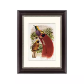 Картина гольдиева райская птица 1884 г.