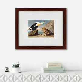 Картина King Duck 1827 г.