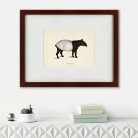 Картина Malayan Tapir 1872 г.