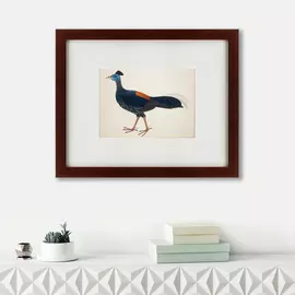 Картина огненноспинная лофура №2 индонезия 1824 г.