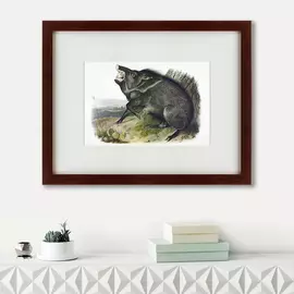 Картина ошейниковый пекари 1845-48 г.