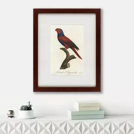 Картина Perruche a Chaperon Bleu 1801 г.