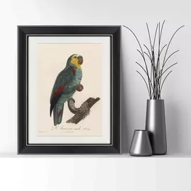 Картина попугай литография 1801-1805 г.