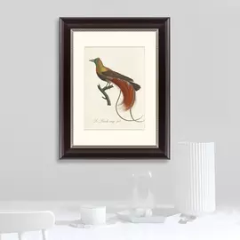 Картина райские птицы новой гвинеи №2 1775 г.