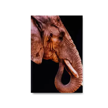 Картина Red Elephant