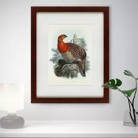 Картина серобрюхий трагопан литография 1840 г.