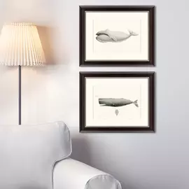 Картина Sperm Whale Physeter Macrocephalus 1862 г.