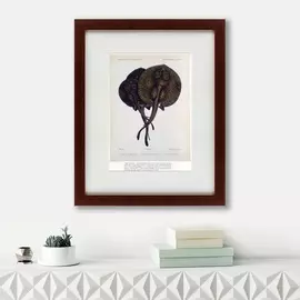 Картина Stingrays 1859 г.