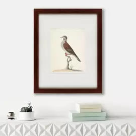 Картина The Brown Bird