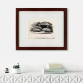 Картина Three Middlesex Pigs 1848 г.