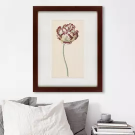 Картина Tulp №1 1815 г.