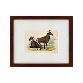 Картина Two Nilgais 1830 г.