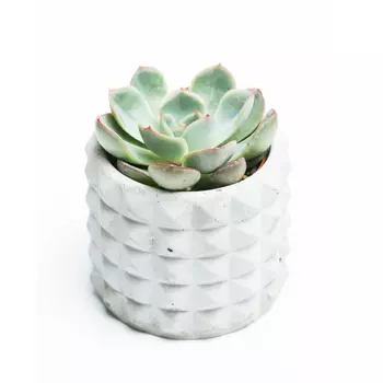 Кашпо бетонные шипы натуральный бетон