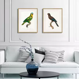 Копия старинной литографии Beautiful Parrots №12 1872 г.