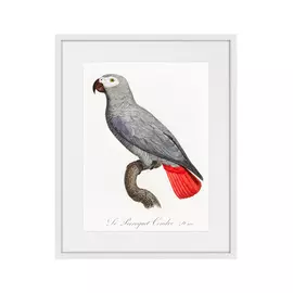 Копия старинной литографии Beautiful Parrots №2 1872 г.